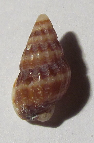 Nassariidae ?